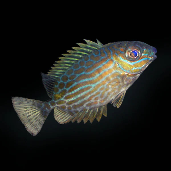 Golden-lined Rabbitfish - Siganus lineatus - Biota Captive Bred