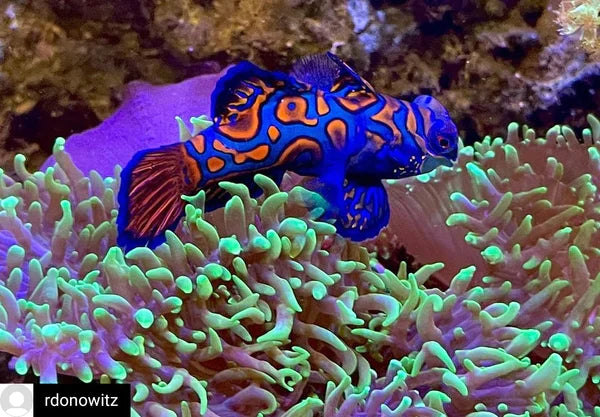 Blue Mandarin Fish - Synchiropus splendidus  - Biota Captive Bred - Tiny (< 1")