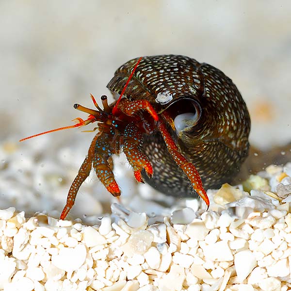 Dwarf Red Tip Hermit Crab - Clibanarius sp.