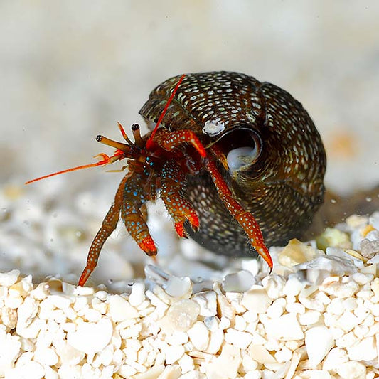 Dwarf Red Tip Hermit Crab - Clibanarius sp.
