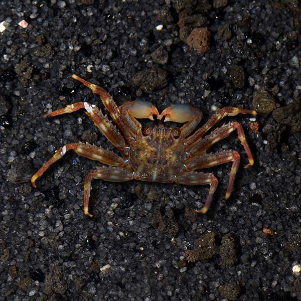 Sally Lightfoot Crab - Percnon gibbesi