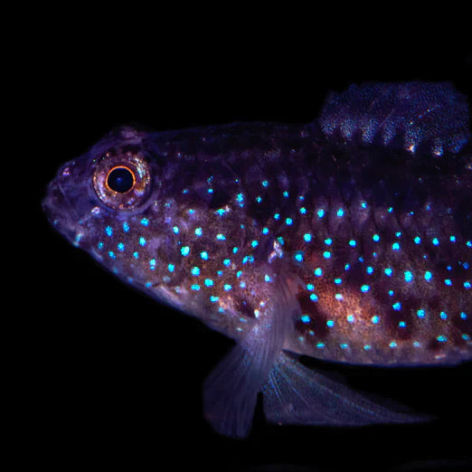 Starry Goby - Asterropteryx semipunctatus - Biota Captive Bred