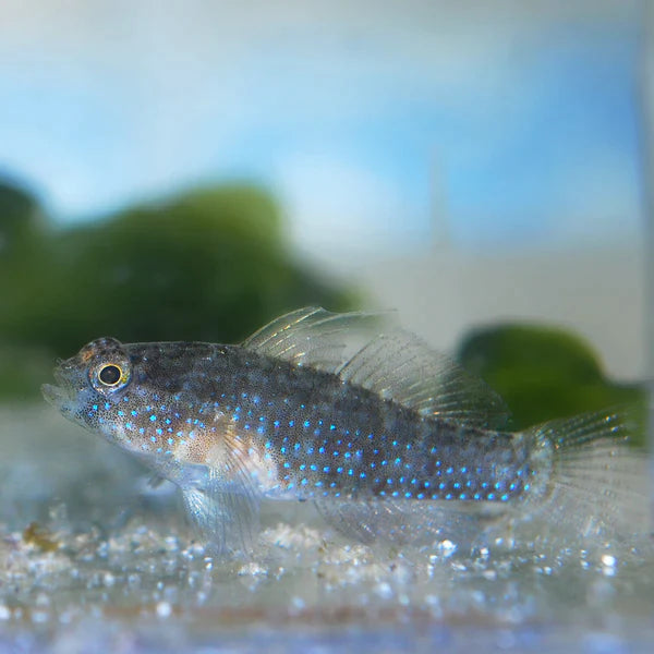 Starry Goby - Asterropteryx semipunctatus - Biota Captive Bred