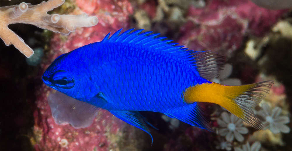 Yellowtail Damselfish - Chrysiptera parasema