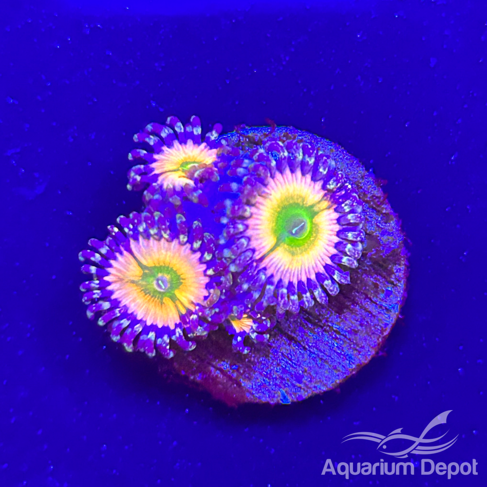 Rainbow infusion Zoa 1-2 polyps(Zoanthus sp.)