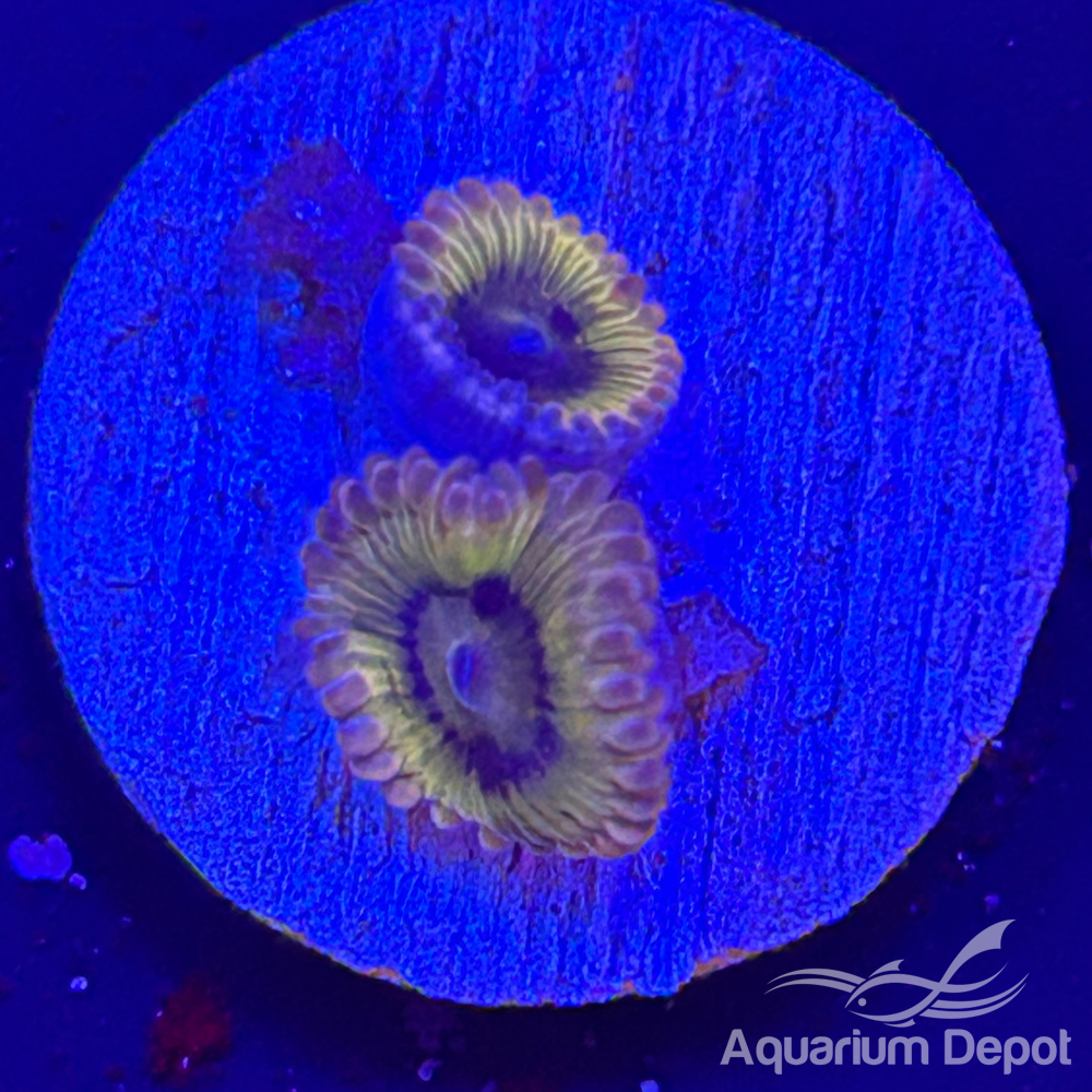 Chiquita Zoa 1-2 polyps(Zoanthus sp.)