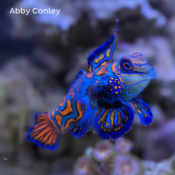 Blue Mandarin Fish - Synchiropus splendidus  - Biota Captive Bred - Tiny (< 1")