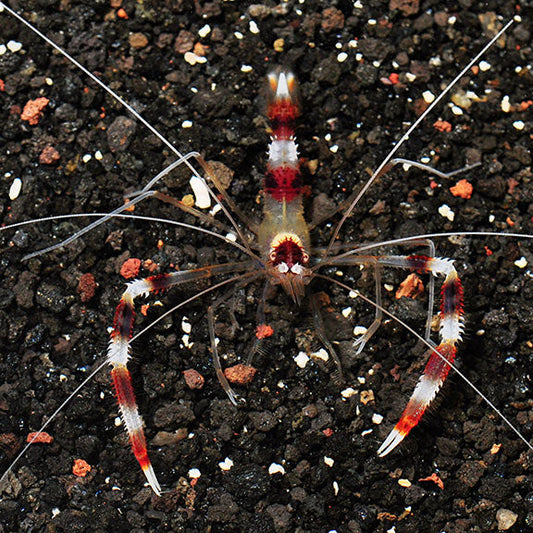 Banded Coral Shrimp - Stenopus hispidus