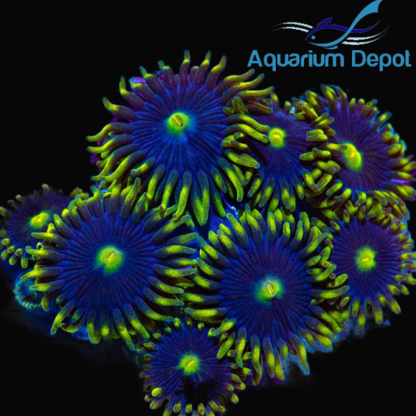 Blue Steel Zoa (Zoanthus sp.)