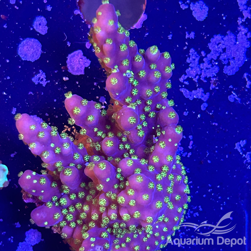 Bonosi Acro Frag (Acropora sp.)