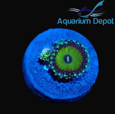 Candy Apple Zoa (Zoanthus sp.)