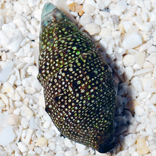 Cerith Snail - Cerithium sp.