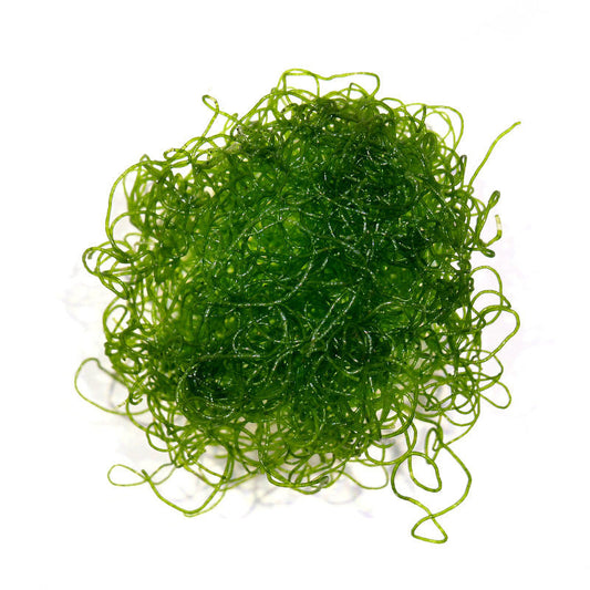 Chaetomorpha Macroalgae portion
