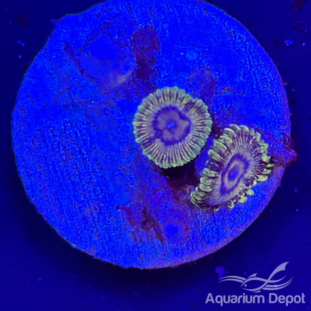 Gold Skirt Zoa 1-2 polyps(Zoanthus sp.)