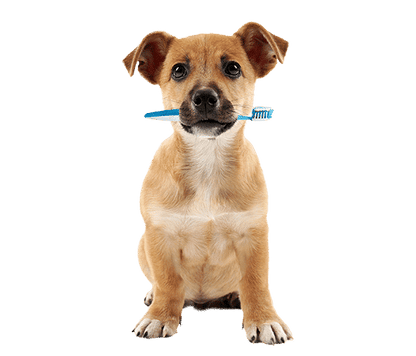 Oven Baked Tradition All Natural Crunchy Dental Treats For Dogs - 10oz - The Pet Source
