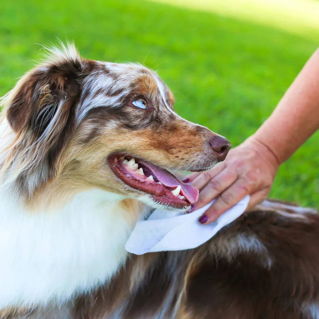 earthbath Puppy Wipes - 100 Wipes - The Pet Source