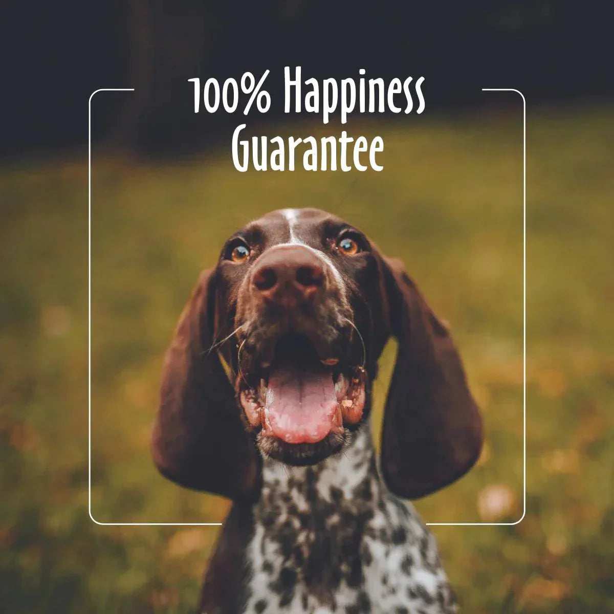 earthbath Puppy Wipes - 100 Wipes - The Pet Source