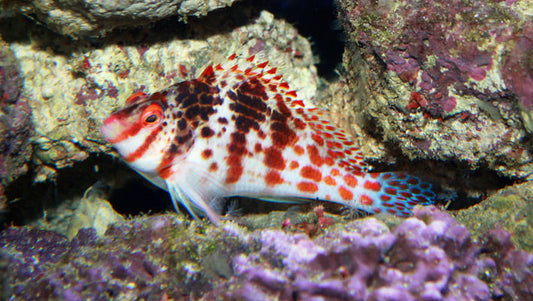 Freckled Hawkfish - Paracirrhites forsteri