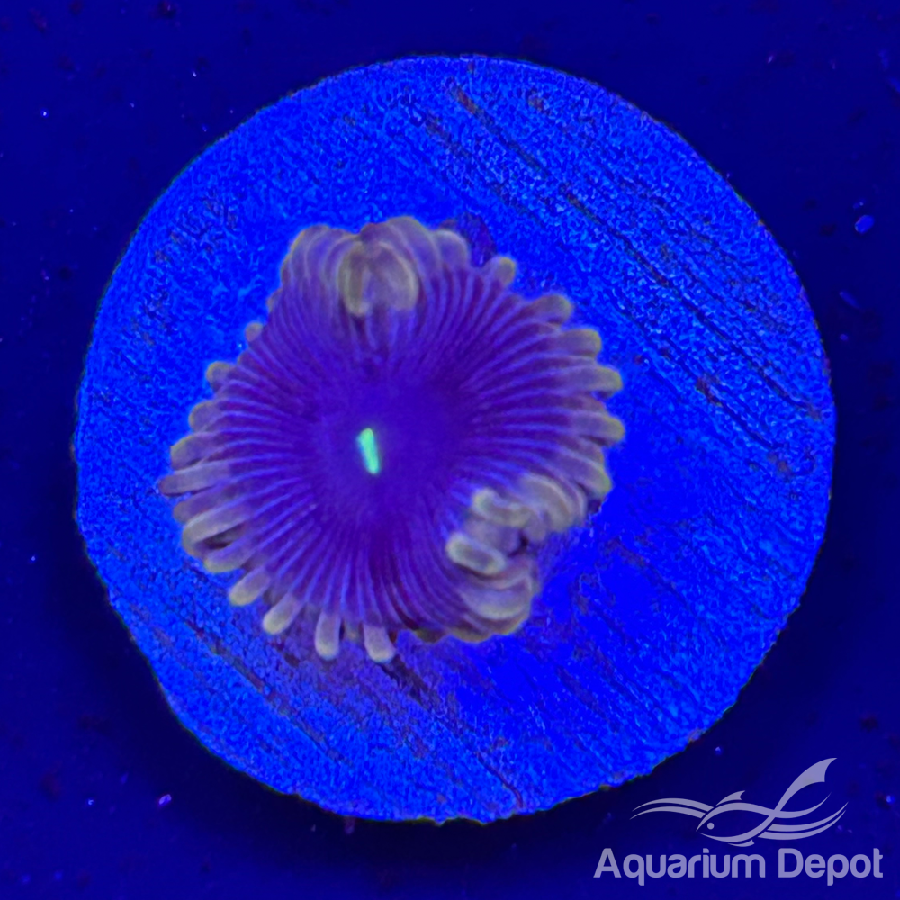 Gold Rim Purple Mouth Zoa 1-2 polyps(Zoanthus sp.)