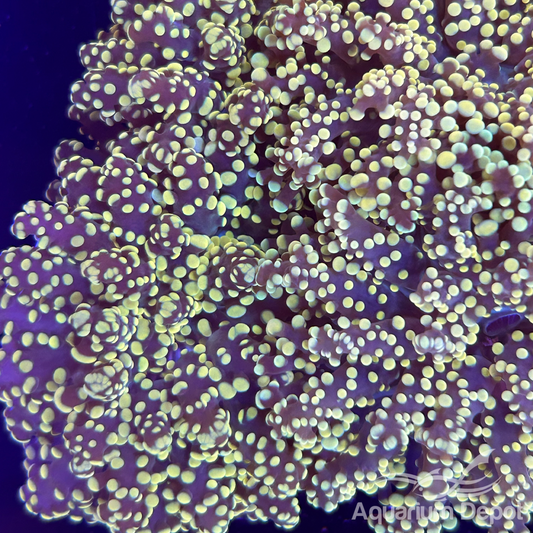 Gold Frogspawn Frag (Euphyllia divisa)