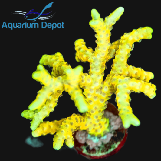 Golden Rod Anacropora (Acropora sp.)