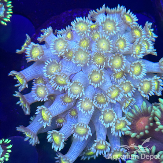 Green Yellow center Goniopora Frag