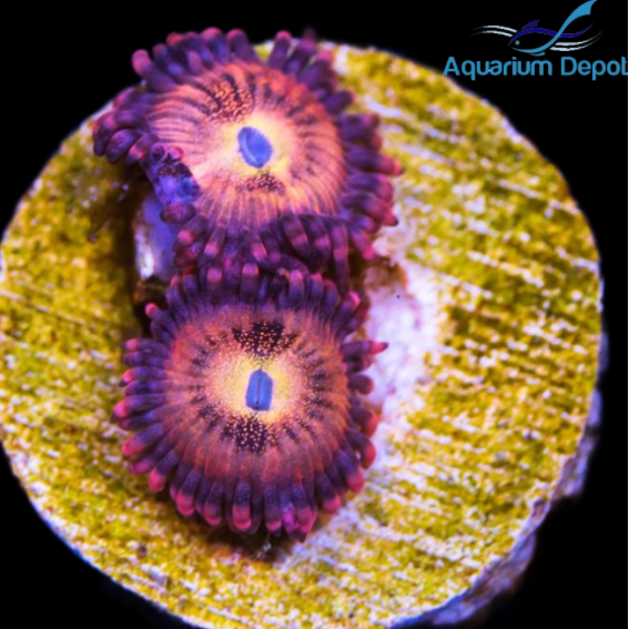 Halle Berry Zoa (Zoanthus sp.)