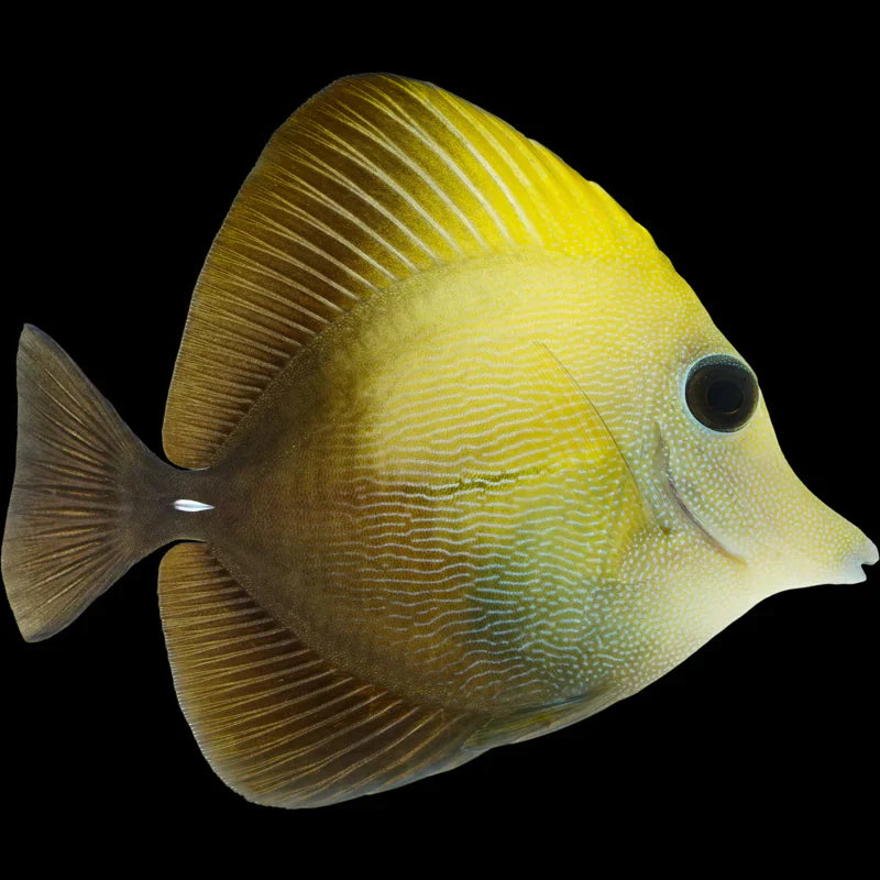 Yellow Scopas Tang - Zebrasoma scopas