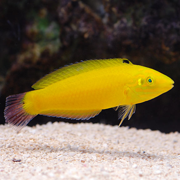 Yellow Coris Wrasse - Halichoeres chrysus