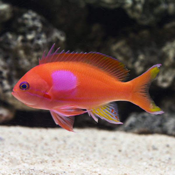 Squarespot Anthias - Pseudanthias pleurotaenia