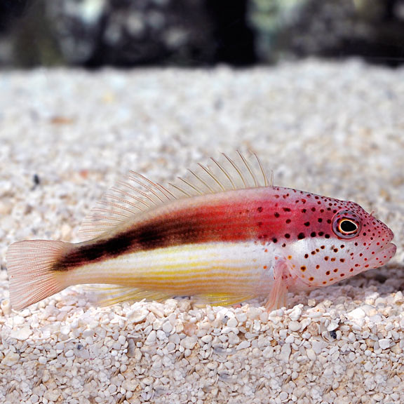 Freckled Hawkfish - Paracirrhites forsteri