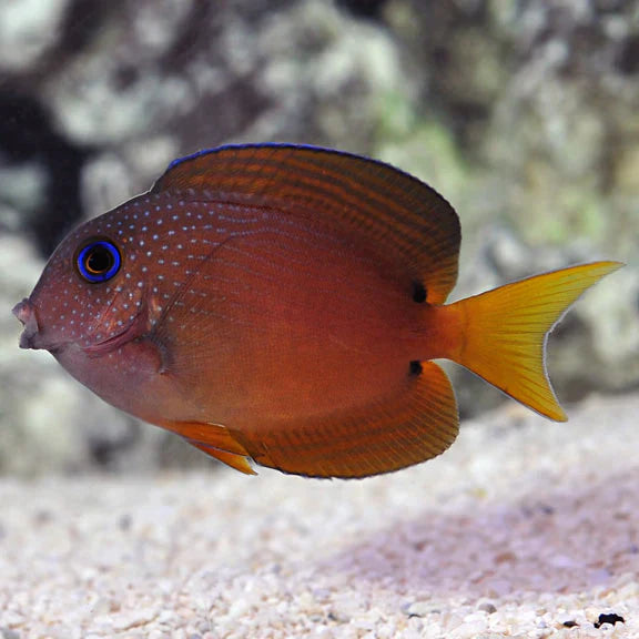 Two Spot Bristletooth Tang - Ctenochaetus binotatus