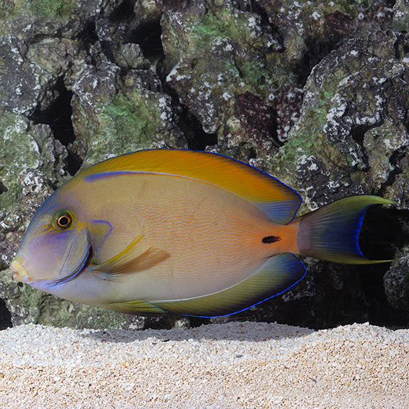 Fowleri Tang - Acanthurus fowleri