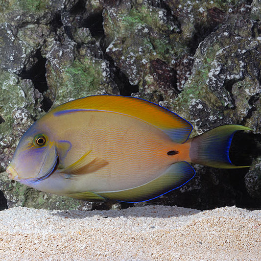 Fowleri Tang - Acanthurus fowleri