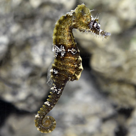 Lined Seahorse - Captive-Bred - Hippocampus erectus