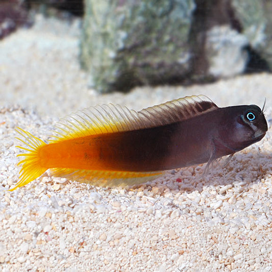 Bicolor Blenny - Escenius bicolor