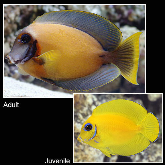 Mimic Tang Lemon Peel - Acanthurus pyroferus