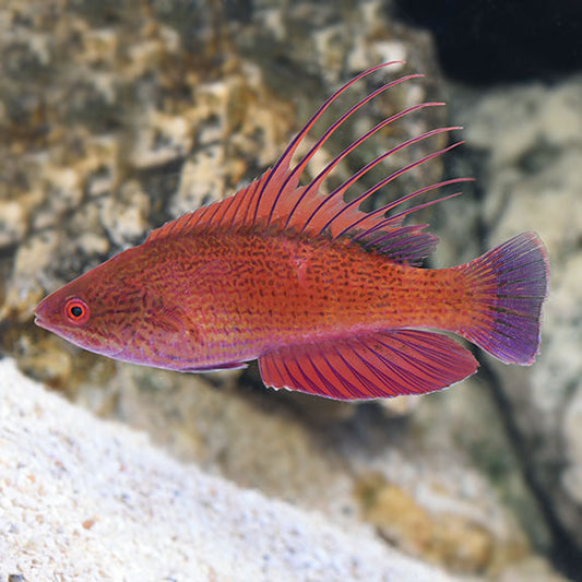 Linespot Flasher Wrasse - Paracheilinus lineopunctatus