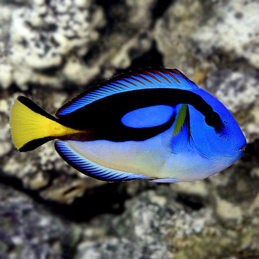 Yellow Belly Regal Blue Tang - Paracanthurus hepatus var.
