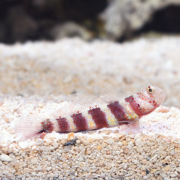 Wheeler's Shrimp Goby - Amblyeleotris wheeleri