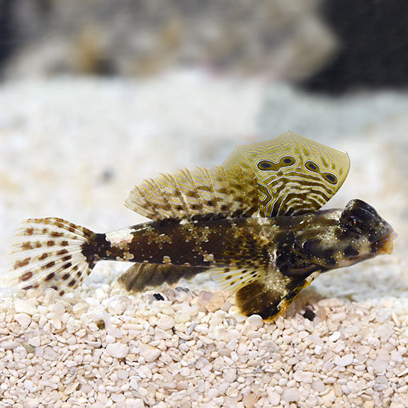 Scooter Blenny - Synchiropus ocellatus