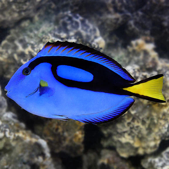 Blue Hippo Tang - Paracanthurus hepatus