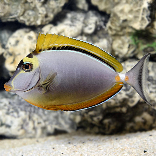Blonde Naso Tang - Naso elegans