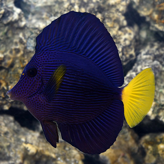 Purple Tang - Zebrasoma Xanthurum