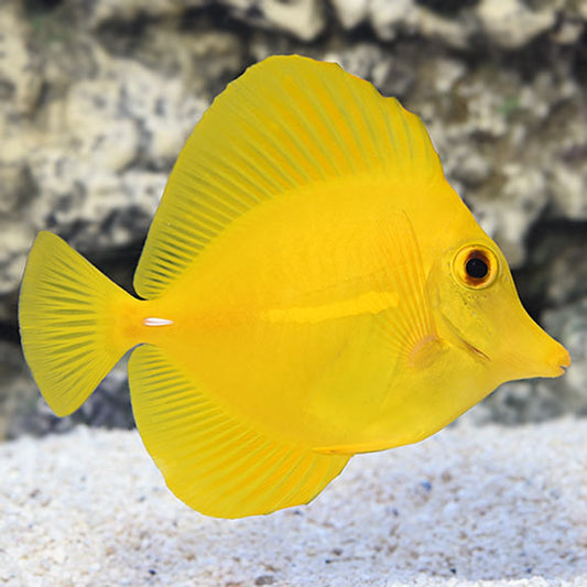 Yellow Tang - Zebrasoma flavescens - Biota Captive Bred