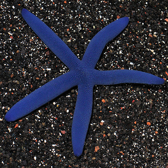 Blue Linckia Starfish - Linckia laevigata