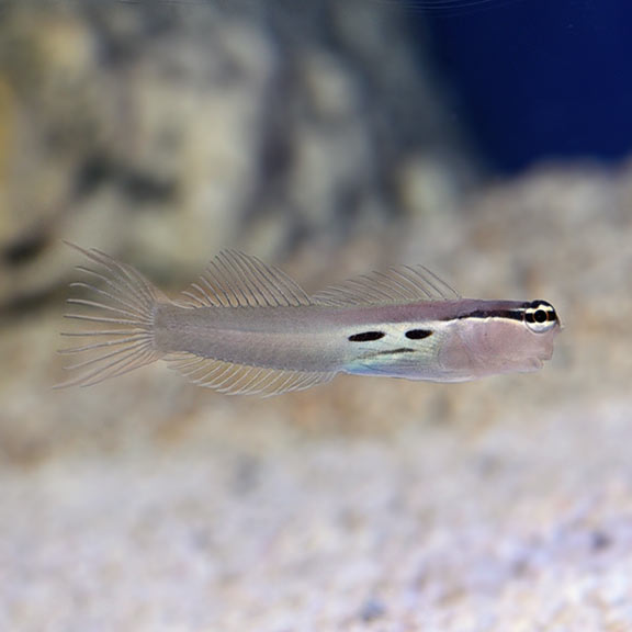 Two Spot Bimaculatus Blenny - Ecsenius bimaculatus