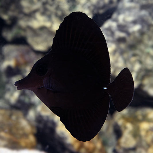 Black Longnose Tang - Zebrasoma rostratum