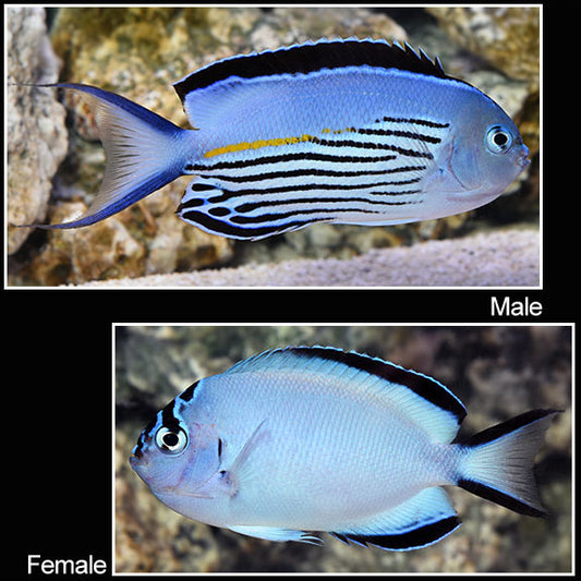 Watanabe Angelfish - Genicanthus watanabei