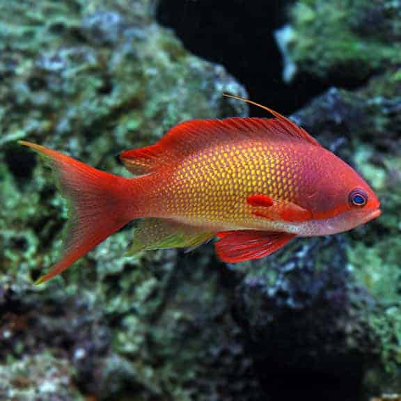 Lyretail Anthias - Pseudanthias squamipinnis